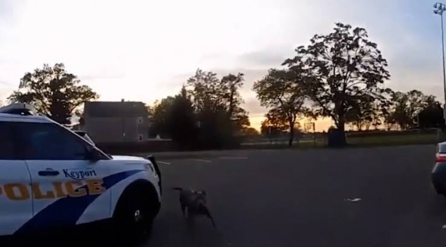 ABD'de bir polis, üzerine gelen pitbull cinsi köpeği vurdu