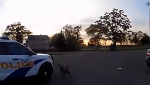 Amerikan polisi üzerine gelen köpeği vurdu