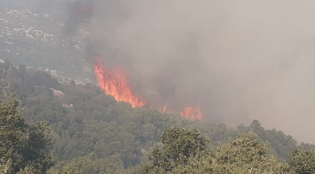 Antalya/Kaş'ta makilik alanda yangın