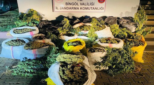 Bingöl'de 6 milyon kök kenevir ele geçirildi