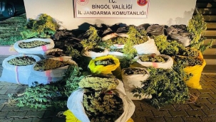Bingöl'de 6 milyon kök kenevir ele geçirildi