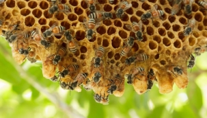 Bursa'da 15 öğrenciyi arı soktu: Okul tatil oldu