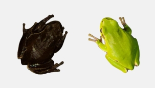 Çernobil'de yeşil kurbağaların rengi siyaha döndü