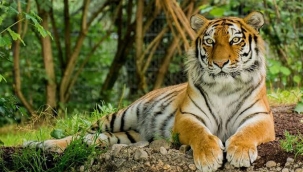 Hindistan'da insanlara saldıran kaplan öldürüldü