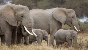 Kenya'da 109 fil kuraklıktan öldü 