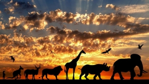 Sosyalliğin evrimi hızlandırdığı ortaya çıktı