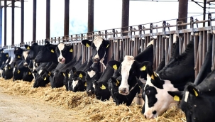 TÜİK: ''Süt üretimi azalıyor''