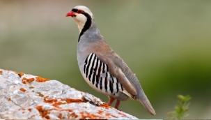 Van'da kaçak keklik avcısına 10 bin lira ceza