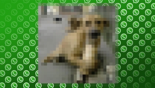 Whatsapp'a "sansürlü fotoğraf" özelliği geliyor