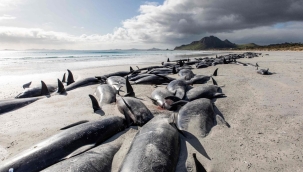 Yeni Zelenda'da karaya vuran 477 pilot balina öldü