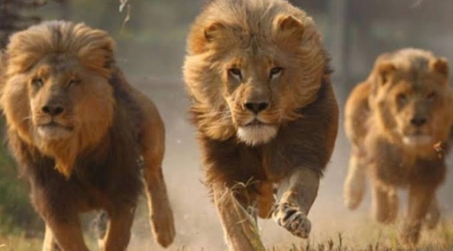 A﻿vustralya'da hayvanat bahçesindeki beş aslan, sergilendikleri alandan kaçtı