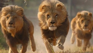 Avustralya'da 5 aslan hayvanat bahçesinden kaçtı