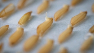 Çin, ilk "uzay pirinçlerini" hasat etti