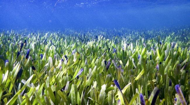 Dünyanın en büyük "deniz çayırı" keşfedildi