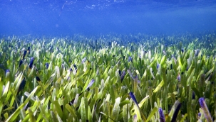 Dünyanın en büyük "deniz çayırı" keşfedildi