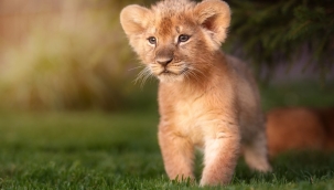 Fransa'da evde aslan besleyen kişiye 8 ay hapis