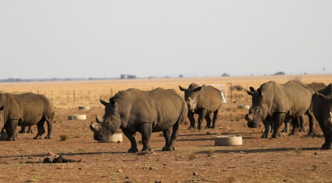 Gergedanların boynuzu ortalama %10 kısaldı