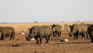 Gergedanların boynuzu ortalama %10 kısaldı