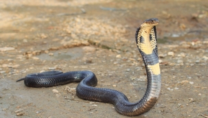 Hindistan'da bir çocuk, kobrayı ısırarak öldürdü