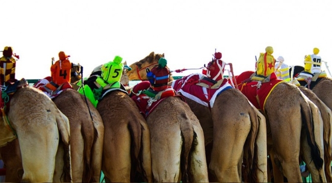 Katar'da robot jokeyli deve yarışı 
