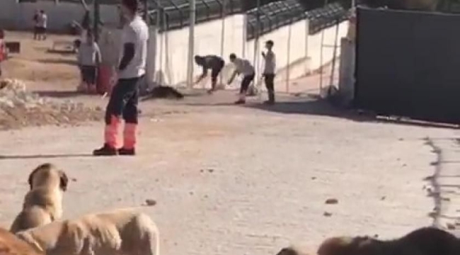 Konya'da barınakta köpek katli: 2 kişi tutuklandı