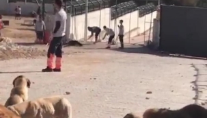 Konya'da barınakta köpek katli: 2 kişi tutuklandı