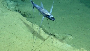 Yeni deniz canlı türleri keşfedildi