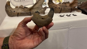 ABD'de buzul çağına ait 2 kalıntı bulundu