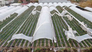 Antalya'da çilek seralarını hortum vurdu