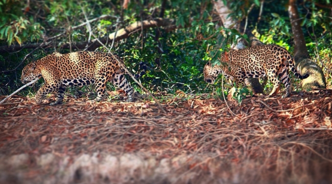 Erkek jaguarların av ittifakı ilk kez görüntülendi