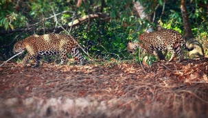 Erkek jaguarların av ittifakı ilk kez görüntülendi