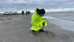 Hazar Denizi kıyısında 2.500 ölü fok bulundu