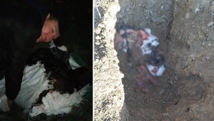 İstanbul'da at keserken suçüstü yakalandılar