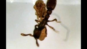 Karıncaların "süt" salgıladığı keşfedildi