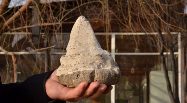 Maraş'ta 20 milyon yıllık megalodon dişi bulundu
