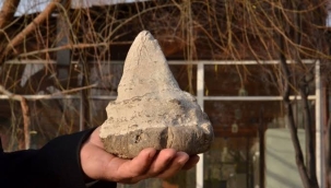 Maraş'ta 20 milyon yıllık megalodon dişi bulundu