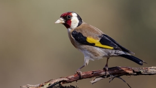 Mardin'de bir otobüste 1000 adet saka bulundu