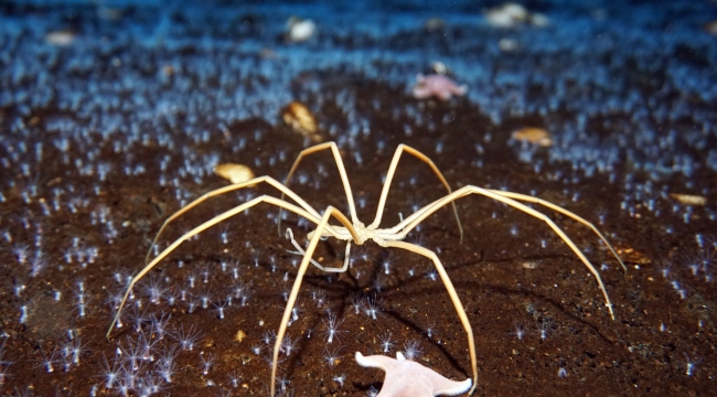 Örümceklerin ataları 2 metre boyundaymış