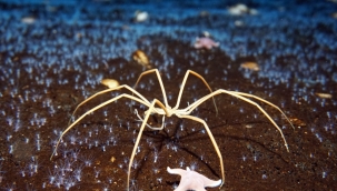 Örümceklerin ataları 2 metre boyundaymış