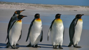 Penguenlerin, yansımalarını tanıdığı ortaya çıktı