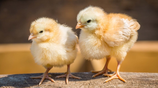 Sadece dişi civciv çıkan yumurta üretildi