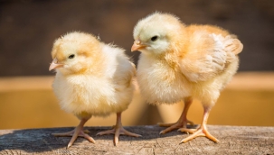 Sadece dişi civciv çıkan yumurta üretildi