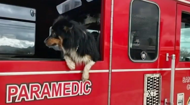 ABD'de suya düşen bir köpeği AirTag'i kurtardı