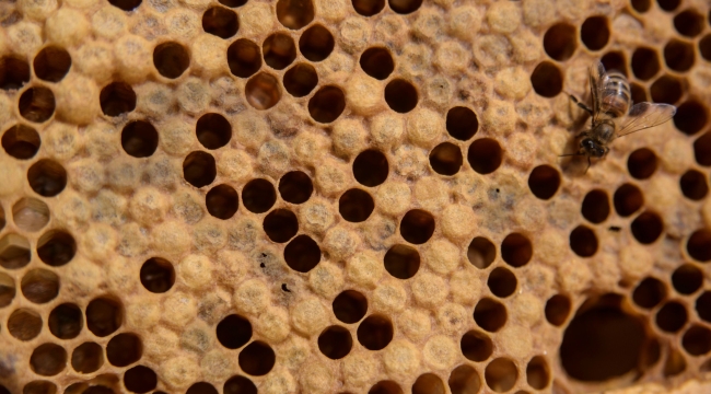 ABD, dünyanın ilk bal arısı aşısına onay verdi