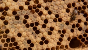 ABD, dünyanın ilk bal arısı aşısına onay verdi