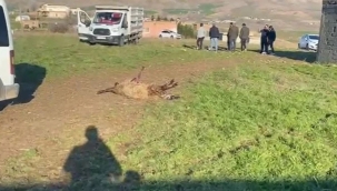 Batman'da 50 küçükbaş hayvan telef oldu