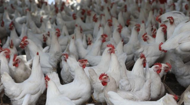 Japonya'da kuş gribi: 10 milyon tavuk itlaf edildi