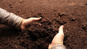 New York'ta cesetler gübreye dönüştürülebilecek