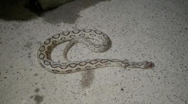 Tamil Nadu'da oynadığı yılanın soktuğu adam öldü