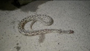 Tamil Nadu'da oynadığı yılanın soktuğu adam öldü